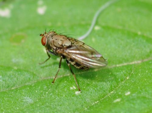 Réf. 330 614 : Notiphila sp.